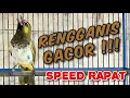 Download Lagu RENGGANIS GACOR FULL ISIAN | MASTERAN BURUNG RENGGANIS | PANCINGAN RENGGANIS