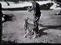 The Great Champion Bang Away The Boxer Dog Of Sirrah Crest Rare Footage