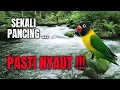 Lagu SEKALI PUTAR SEMUA JENIS LOVEBIRD PASTI NYAUT, pancingan burung lovebird ngekek panjang