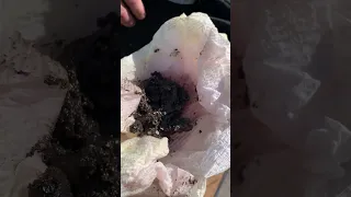 Algae growth in Diesel ⛽️