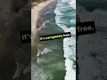 Surf Smarter with Swell Checker