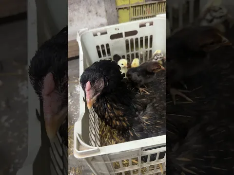 2 Broody hens hatched many chicks.