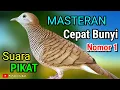 Download Lagu PERKUTUT LOKAL GACOR SUARA PANCINGAN PERKUTUT AGAR CEPAT BUNYI GACOR #perkututlokalgacor 