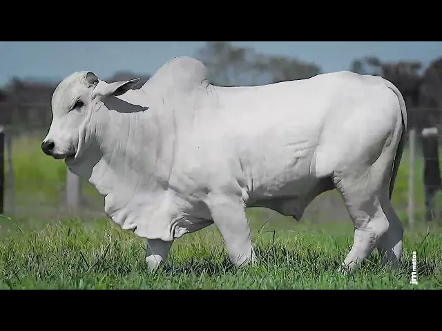 Garrote Nelore GLMP - 1630