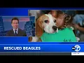 Rescued research Beagles get a second chance at life with Long Island Veterans through Paws of War