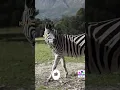 Download Lagu Zebra Sounds | Learn Zebra Sound | Learn Animal sound | Animal Sound | #shorts #youtubeshorts