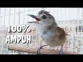 Download Lagu Pancingan pelanduk semak paling ampuh, membuat pelanduk semak lain ikut bunyi