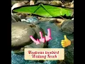 Download Lagu masteran walang kecek (LB)