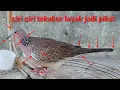 Download Lagu begini caranya memilih burung tekukur yang layak di pelihara dan dijadikan pikat