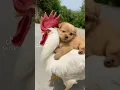 Download Lagu Aww So cute baby animal.Guguk lucu gemes naik ayam #lol #cutepuppy #short #bestfriend #fyp