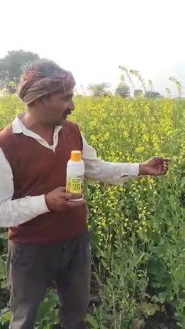 सरसों की खेती के लिए कौन सी खाद लाभकारी,अजमेर के किसान ने बताया | वनइंडिया हिंदी
