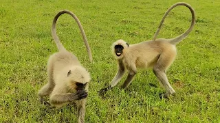  Langur Monkeys Playing and Jumping in the Green Field 😂🐒