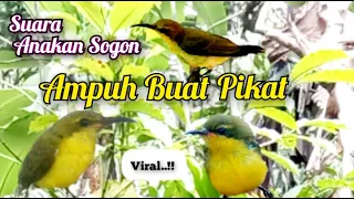 suara pikat sogon anakan paling viral