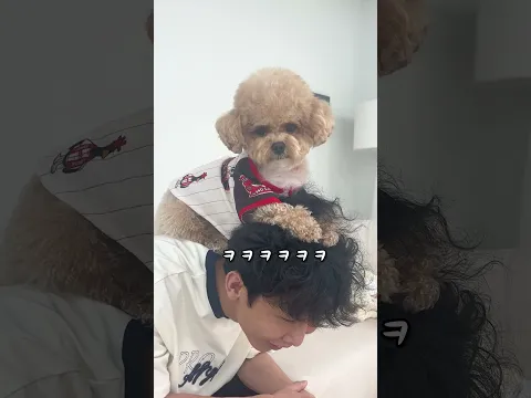 인간 머리 꼭대기에서 노는 천재견 토리ㅋㅋㅋ #시트콤