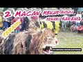 Download Lagu 2 MACAN GANTENG KELUAR BARENGAN | SENI JARANAN MEKAR BUDAYA | LIVE BEDEWANG SONGGON BANYUWANGI