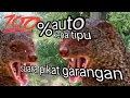 Download Lagu 💯%AMPUH❓LANGSUNG KENA TIPU,,,????Suara pikat ampuh‼️Suara pikat garangan