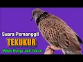 Lagu TEKUKUR LOKAL kuk 1 suara besar - SIULAN MERDU KHAS PEMANGGIL 100% BIKIN RAME.
