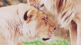 وأنى برغم الظلام لست بيائسا دندنها