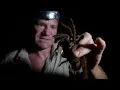 The Goliath Bird Eating Tarantula - biggest spider on earth