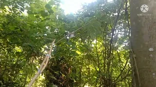 pikat burung kemade jantan