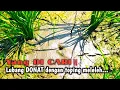Lagu YA SEPERTI INILAH‼️ MUDAHNYA MANCING BELUT DI SAWAH