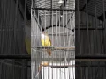 Download Lagu SUARA BURUNG - Cucak jenggot istimewa isian gereja tarung full. (JHONKEI)