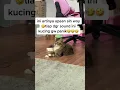 Suara kucing ngaji🤣