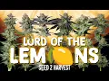 Download Lagu 5 AMAZING Lemon and Citrus Phenos! Lord of the Lemons Seed To Harvest