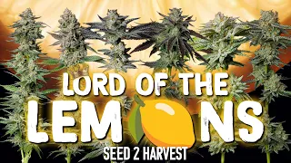 5 AMAZING Lemon and Citrus Phenos Lord of the Lemons Seed To Harvest