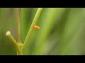 Finding the Orange Tip s egg