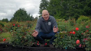 If you Love It Mulch It