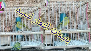 صوت طائر الطرنجان النعار الليركي صيد أكتر من رائع 