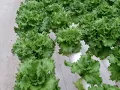 Lechugas italianas