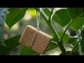 Download Lagu Hang een spons aan een plant en kijk wat er gebeurt!
