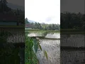 Download Lagu Musim ngarambet di sawah
