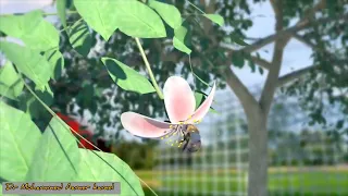 التفاح كمثال الثمار الكاذبة وتشحم التخت وتكوين الثمرة 