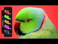 Indian Ringneck Parakeet The Best Pet Parrot