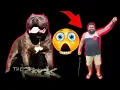 Shady Breeder Attacked by Huge Pitbull BGK Storytime