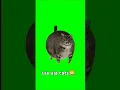 Download Lagu uia uia cats 😹 #shorts #shortvideo #funny #cats #catedit #catlover