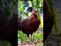 Download Lagu Suara ayam hutan betina #suara #betina
