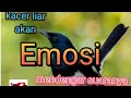 Download Lagu suara pikat kacer ampuh, bila di putar burung liar akan emosi mendengarnya