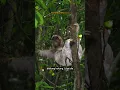 Download Lagu sloth  mengajarkan kita arti hidup: lambat tapi penuh makna