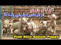 Pink Nose Gultair Puppy For Sale Punjabi Shok Vlogs