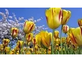Download Lagu Mishary Rashid Alafasy | 109 | Surah Al-Kafirun (The Disbelievers) | مشاري راشد العفاسي