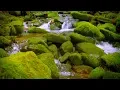 Mountain Stream Water Sounds White Noise for Sleep Focus Studying 10 Hours 4K