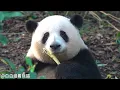 Download Lagu 想我们的叶子妹妹了！期待明天姐妹俩一起出来上班班😂😂