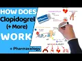 How Does Clopidogrel Anti-platelets Work Pharmacology