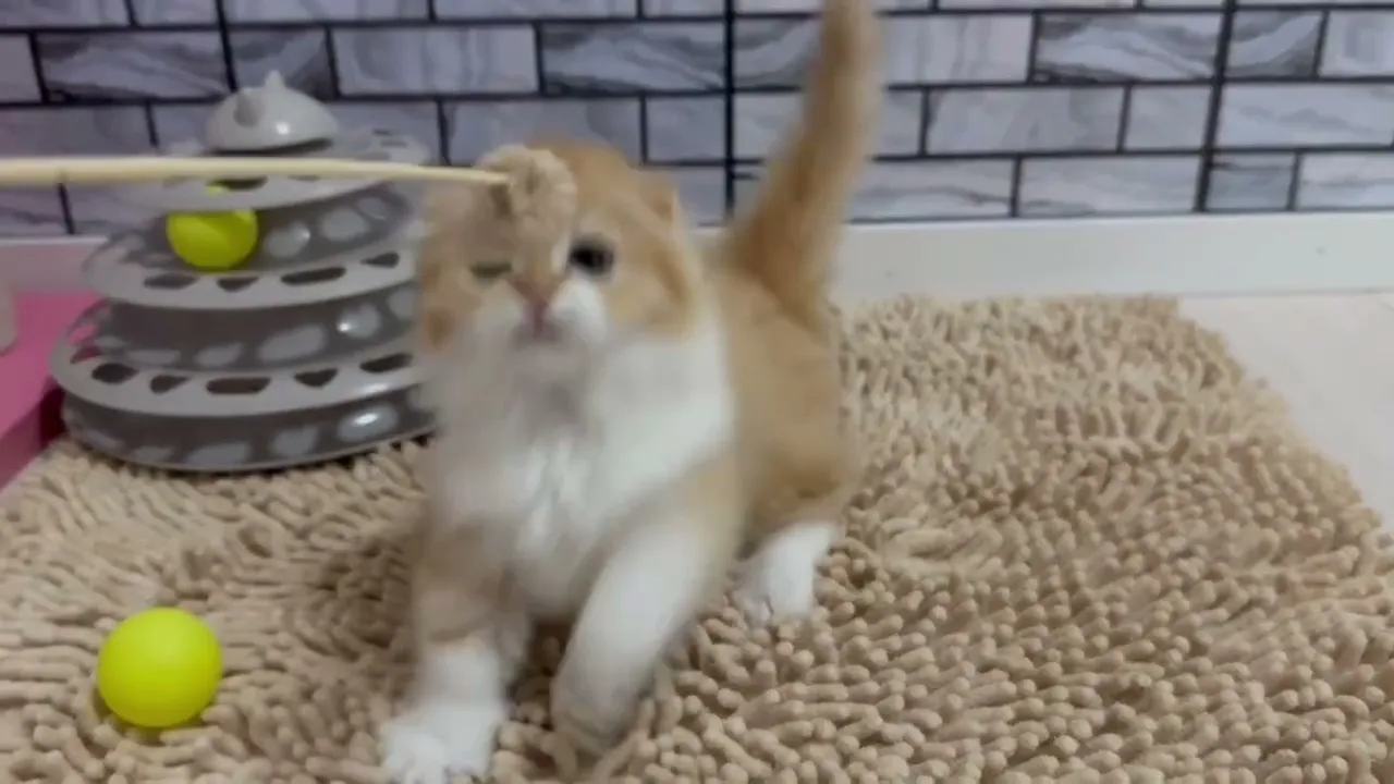動画