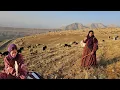 Download Lagu Goats grazing in the Zagros Mountains 🐐🏔️