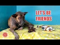 Introducing Our New Rescue Jennifer Aniston